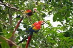 Scarlet Macaws in Corcovado